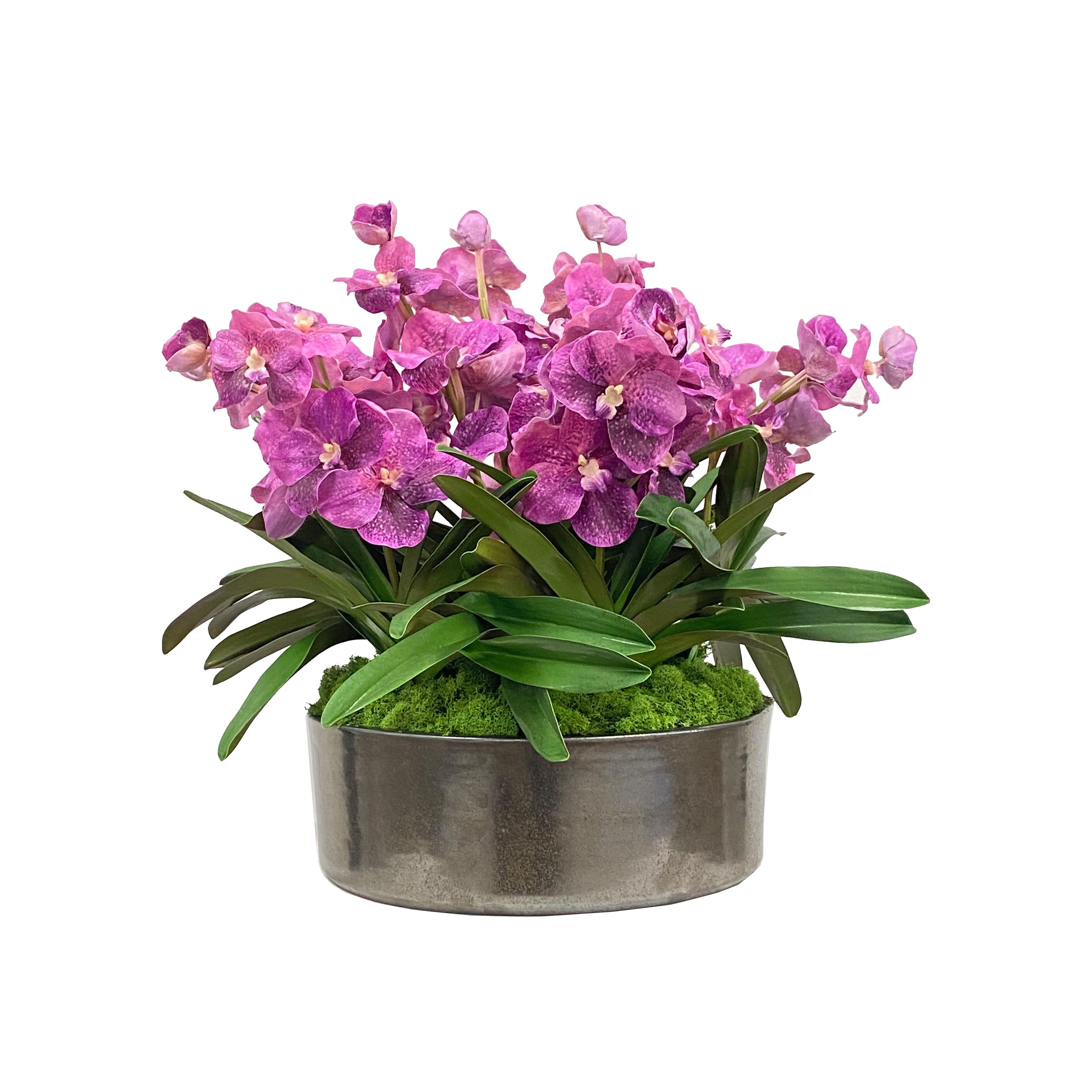 COSTA NURSERY Orchidée Vanda, pot de 4, couleurs assorties VA04-PACK6