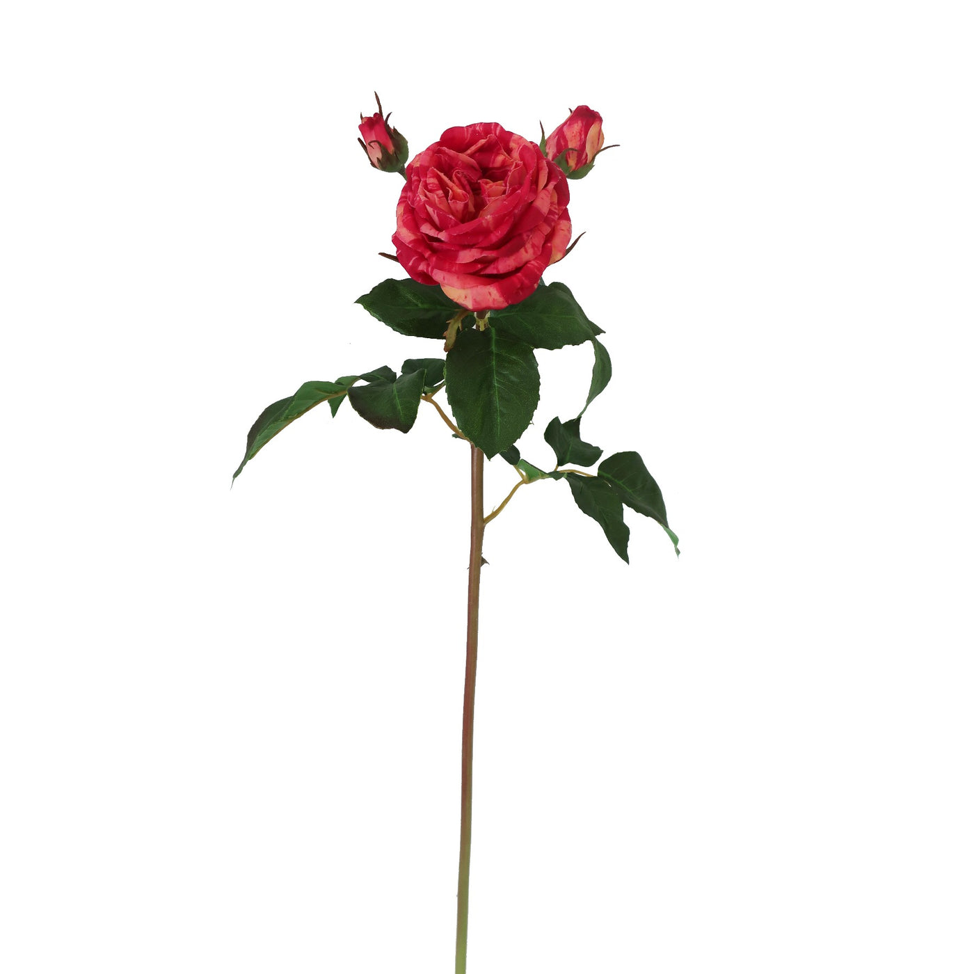 festive candy stripe rose single stems pack