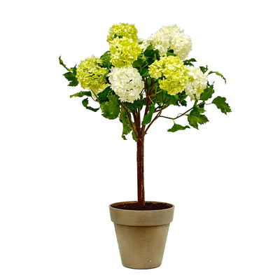 White and green faux viburnum  flowers with vibrant  green leaves in a taupe-colored pot against a white background