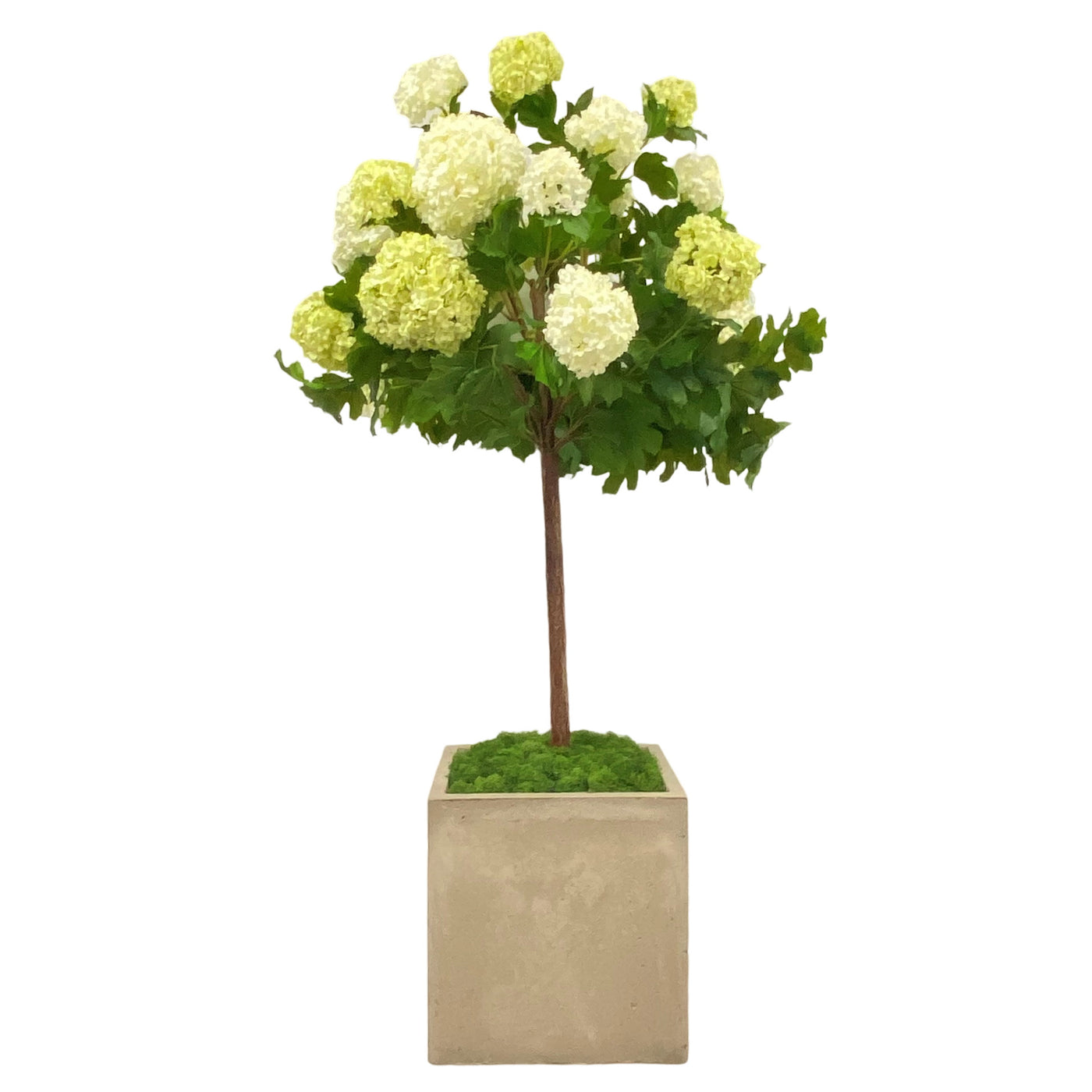 Snowball in Square Pot 46"