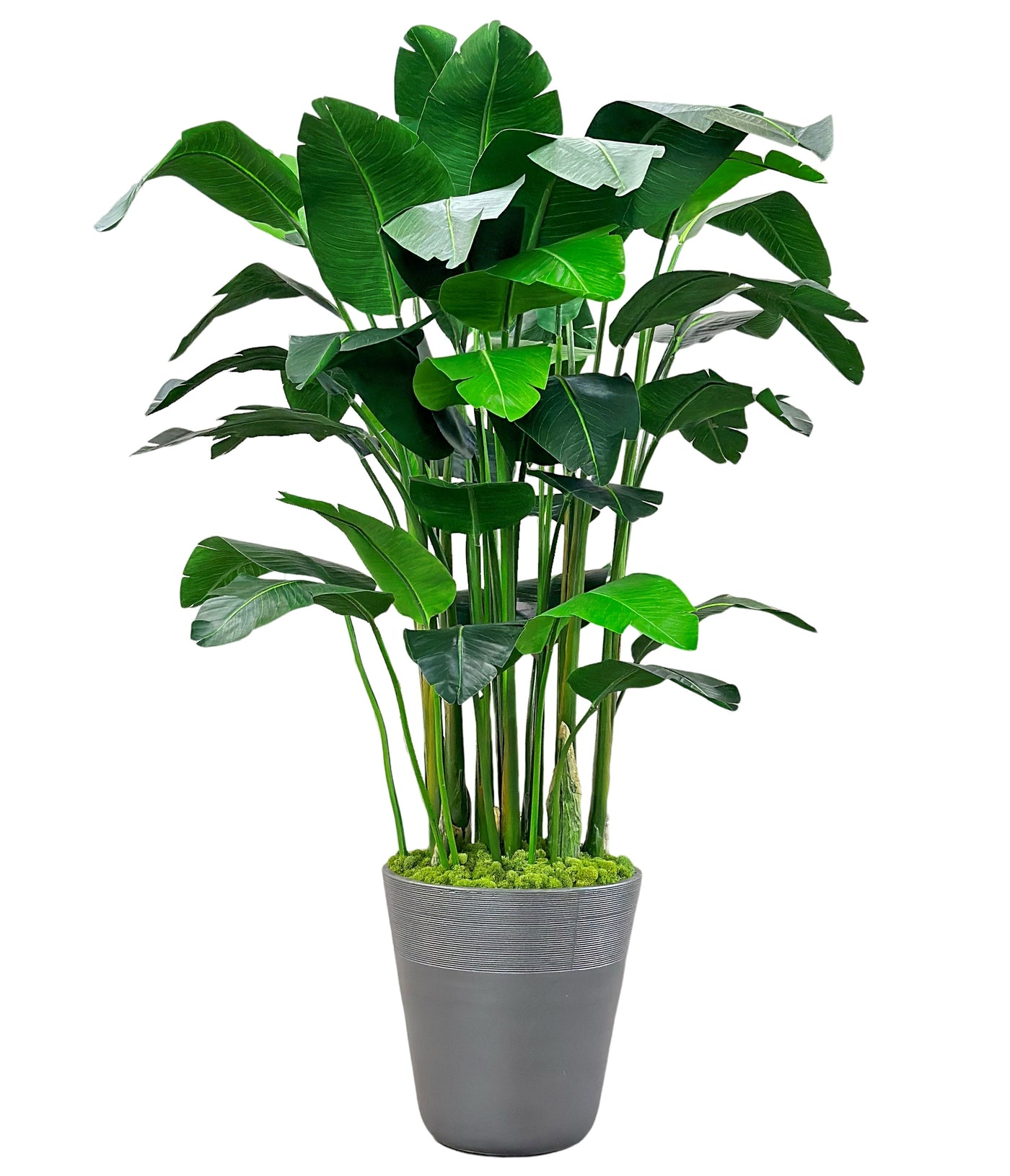 High-quality luxury faux banana palm in planter, bird of paradise plant in pot against white background