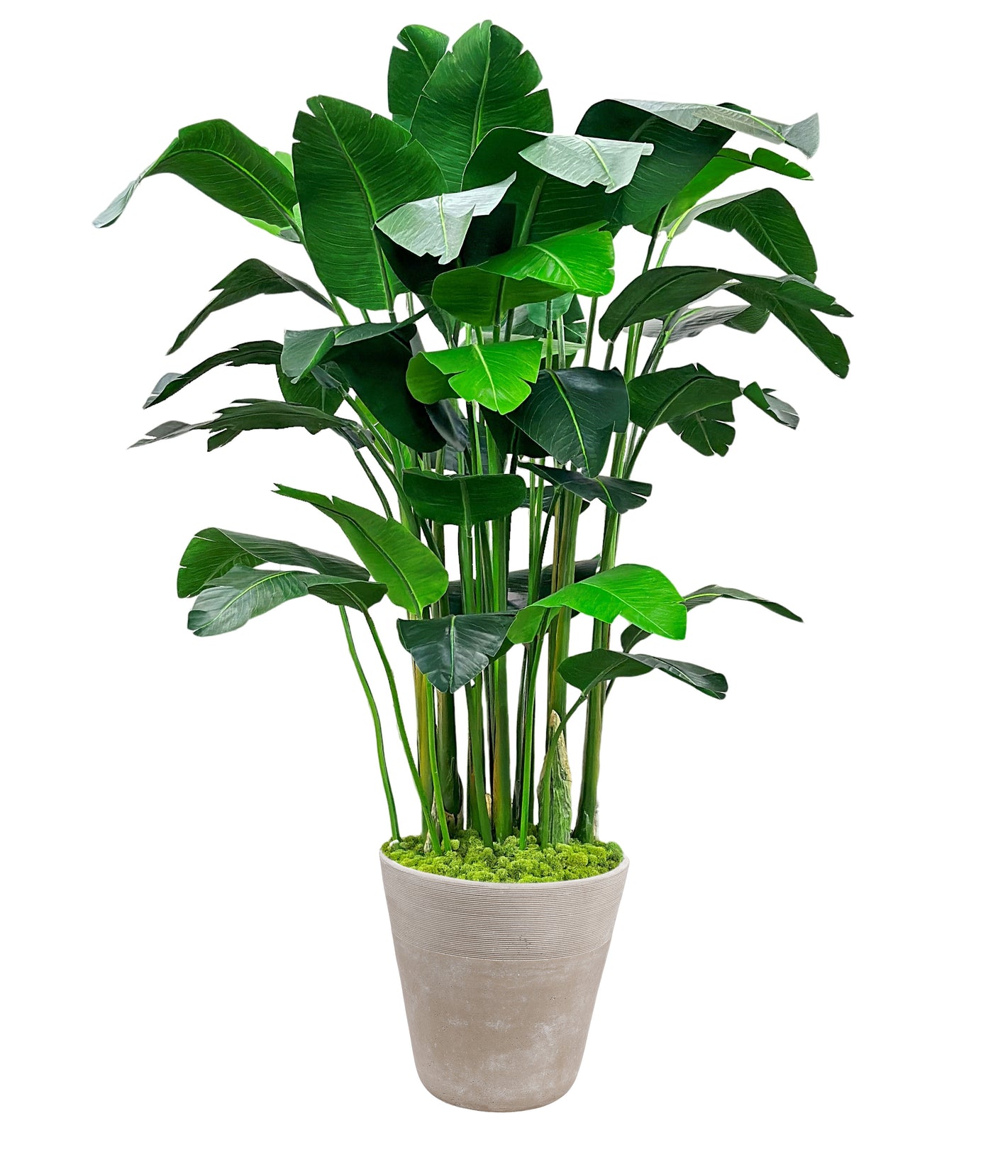 High-quality luxury faux banana palm in planter, bird of paradise placed against a white background