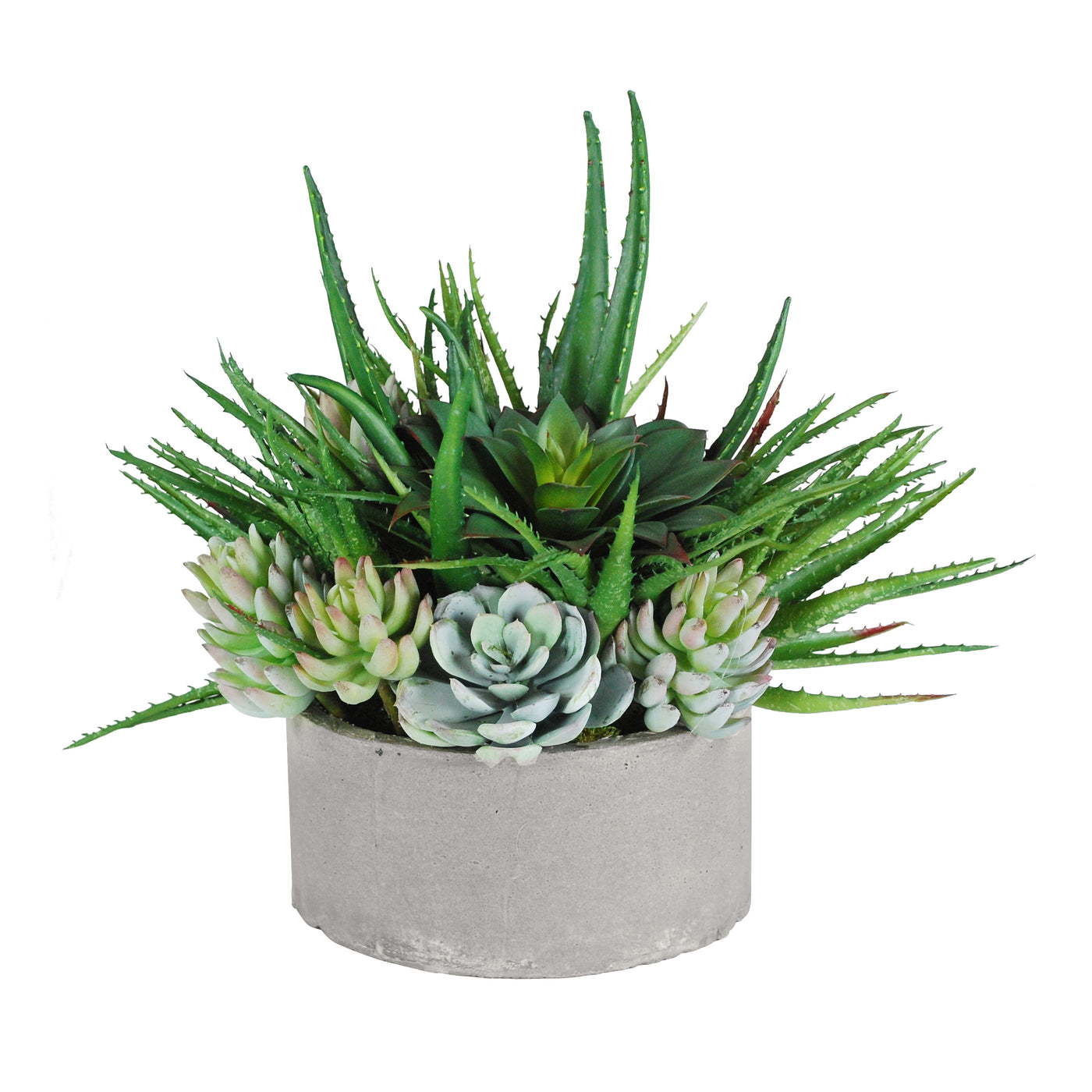 aloe succulents in medium stonecast planter	